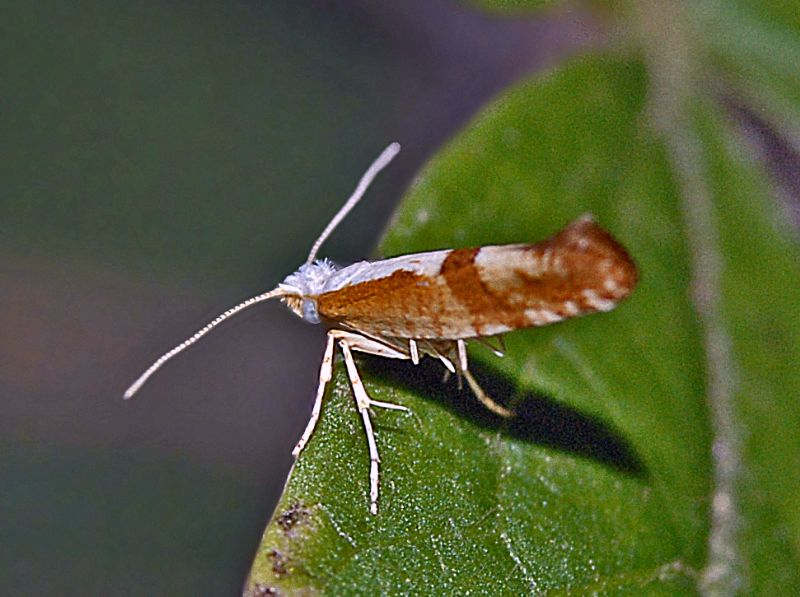Un Microlepidottero piccolo piccolo - Argyresthia pruniella